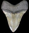 Bargain Megalodon Tooth - North Carolina #41158-2